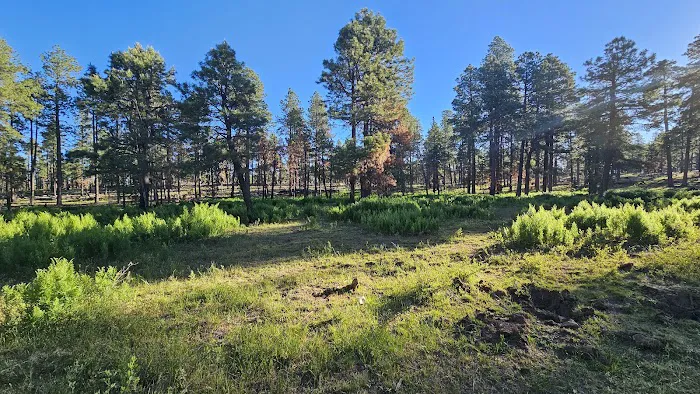 Fr 171 Campground 0