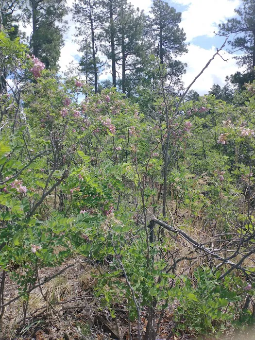 Rim Campground 6