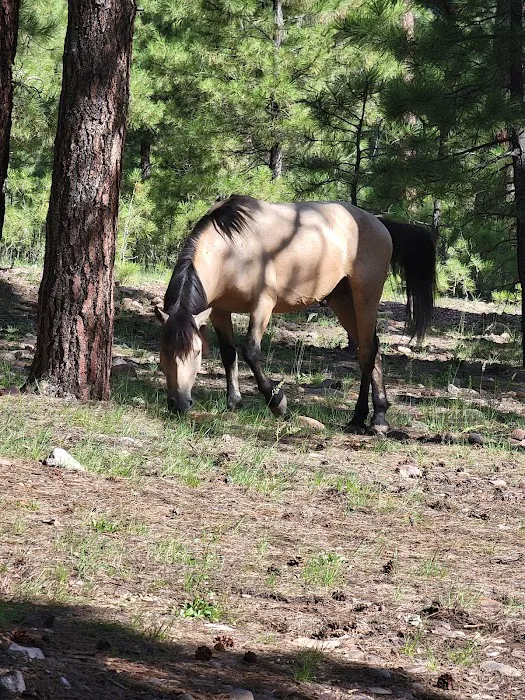Black Canyon Rim Campground 0