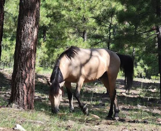 Black Canyon Rim Campground