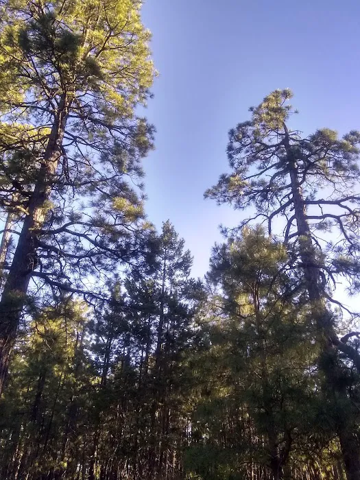 Black Canyon Rim Campground 7