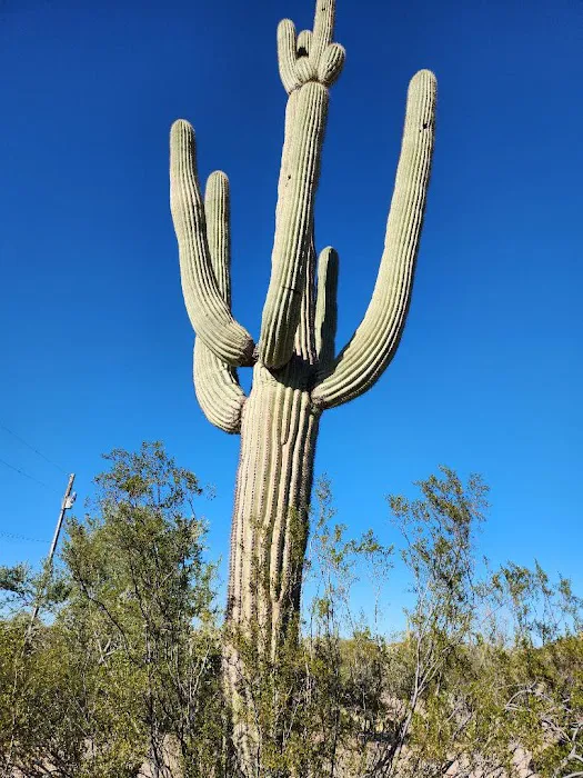 Camp Saguaro 1