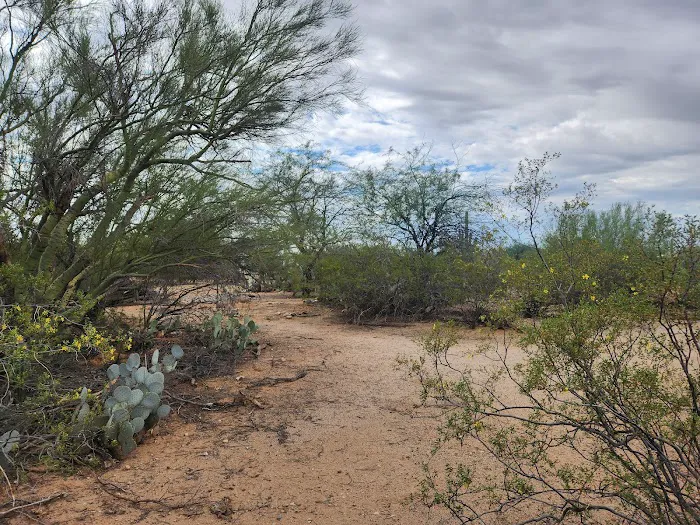 Camp Saguaro 5