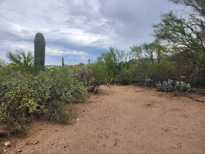 Camp Saguaro 6
