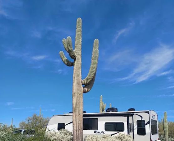 Cactus Forest Campground