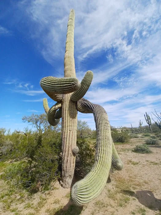Cactus Forest Campground 1