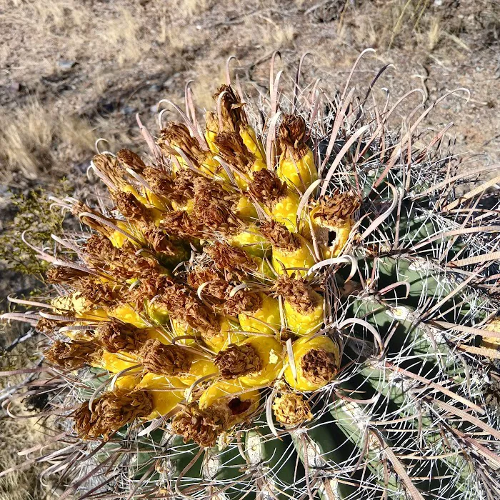 Cactus Forest Campground 3