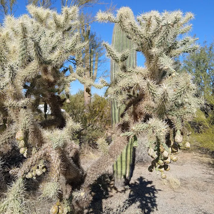 Cactus Forest Campground 8