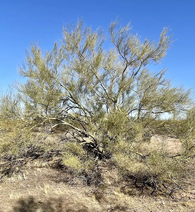 BLM Camping 3