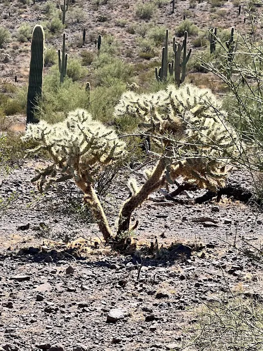 Roadrunner Group Area 0