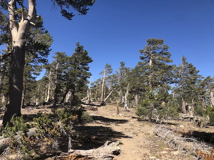 Anderson Flat Campground 2