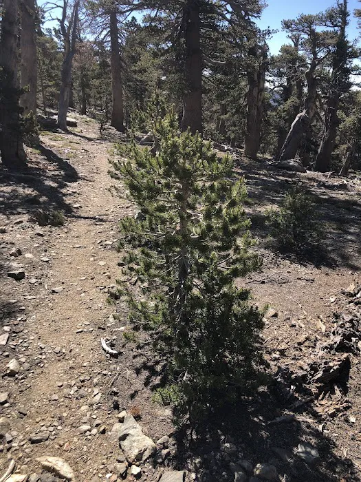 Anderson Flat Campground 3