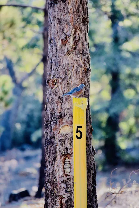 Yellow Post Site #5 8