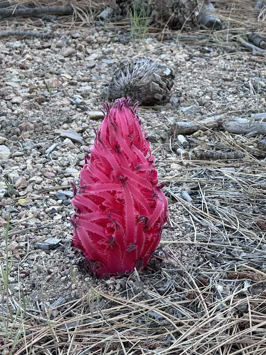 Little Bear Spring Trail Camp 3