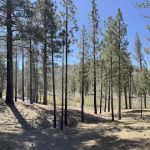 Little Bear Spring Trail Camp