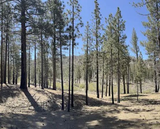 Little Bear Spring Trail Camp