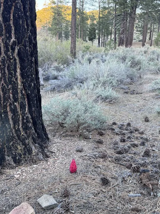 Little Bear Spring Trail Camp 2