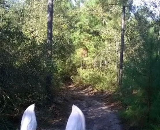 5D Ranch
