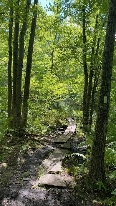 Beartown State Forest Site 10 0