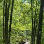 Beartown State Forest Site 10