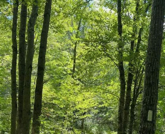 Beartown State Forest Site 10
