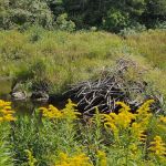 Beartown State Forest Park Entrance
