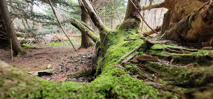 Mt. Mitchell Campground 3