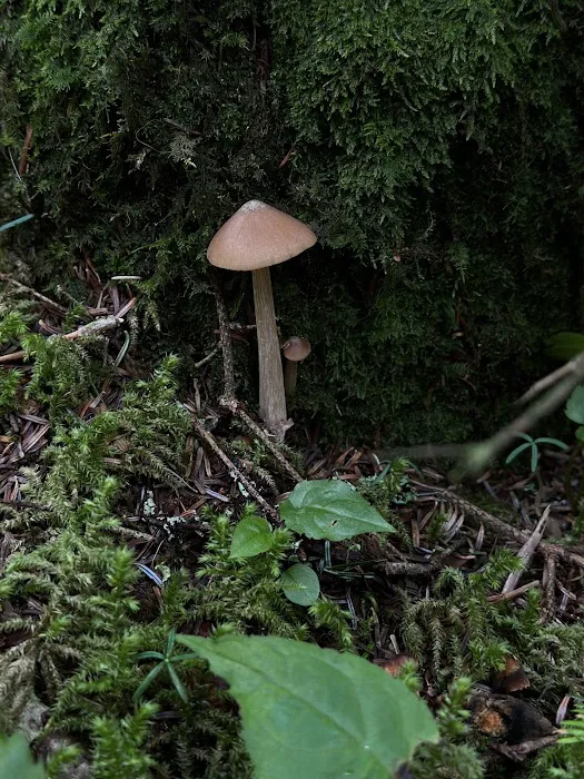 Mt. Mitchell Campground 8