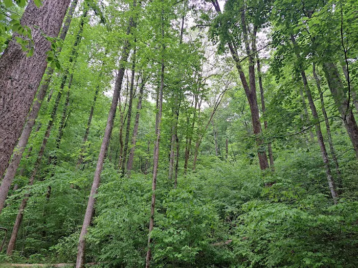 Curtis Creek Campground 5
