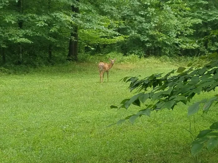 Mammoth Cave Campground 3