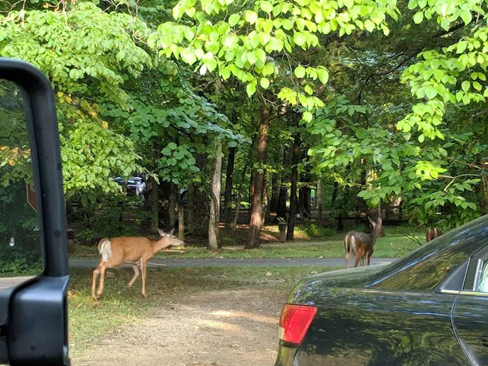 Mammoth Cave Campground 6