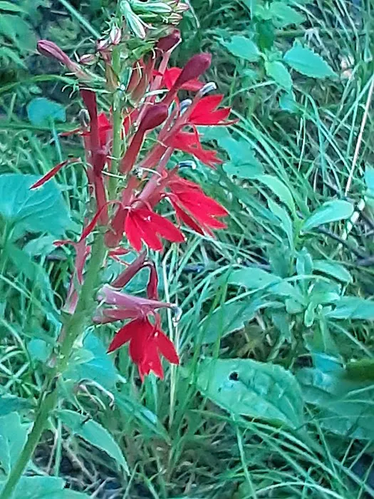 Paint Creek Campground 9