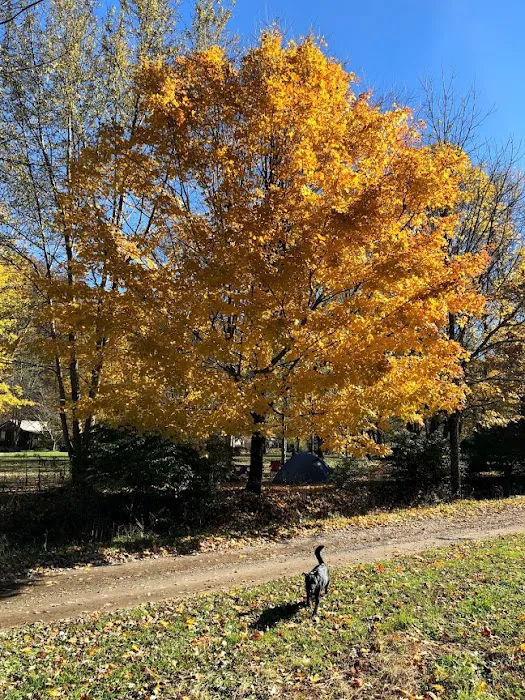 Meadow Fork Campground 6