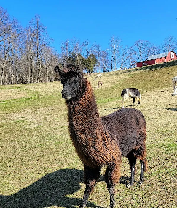 Lazy Llama Campground 2