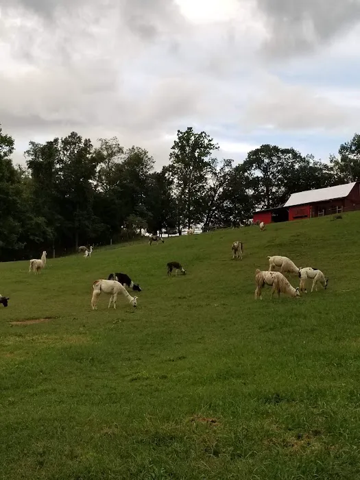Lazy Llama Campground 5