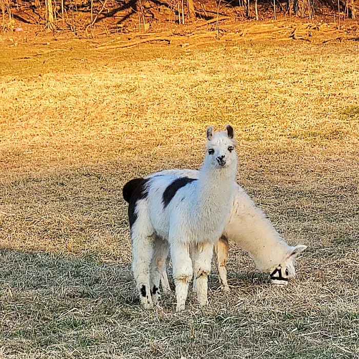 Lazy Llama Campground 6