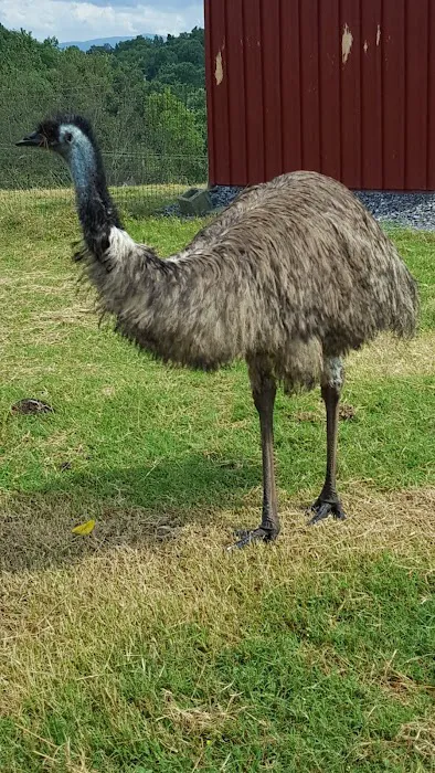 Lazy Llama Campground 8