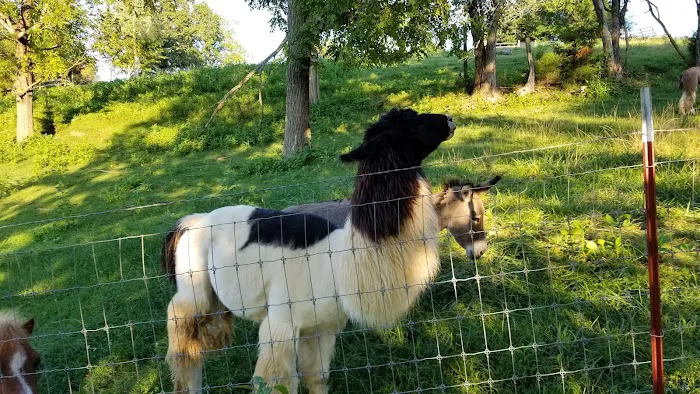 Lazy Llama Campground 9