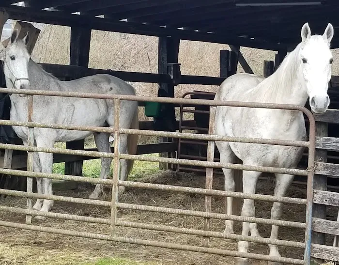 Rock Bottom Horse Camp 1