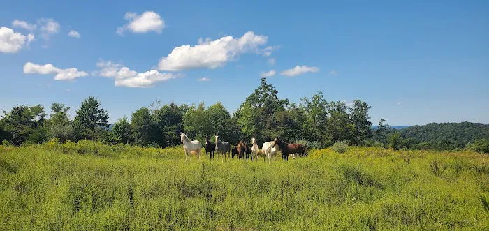 Hillbilly Stays Campground / Grace Elk Outfitters -Elk Camp 5
