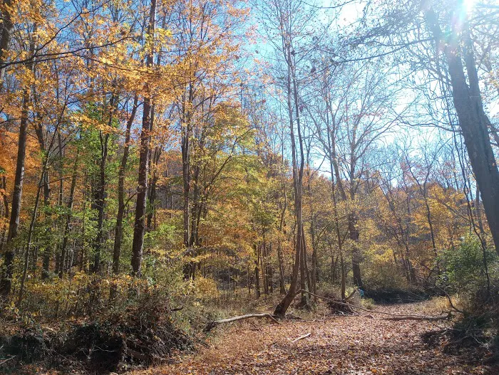 Yellowwood State Forest Camp Sites 6