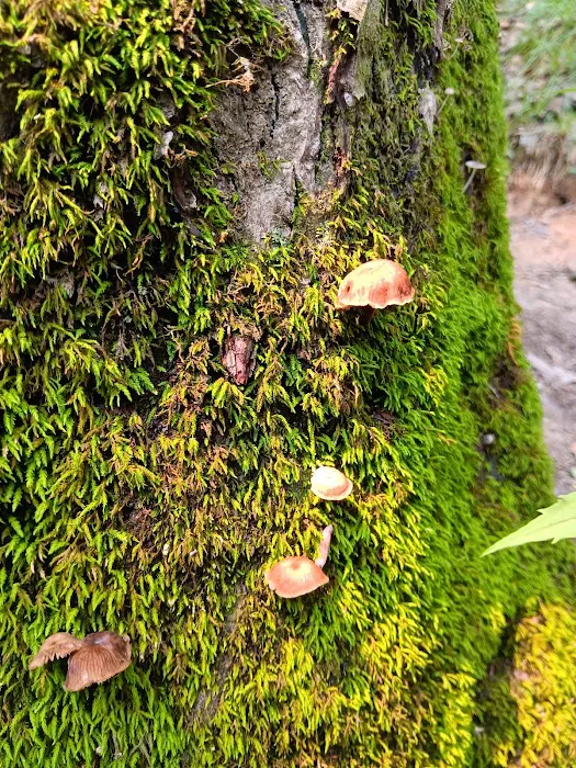 Raccoon Ridge Campground 6