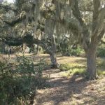 Bee Island Primitive Campsite