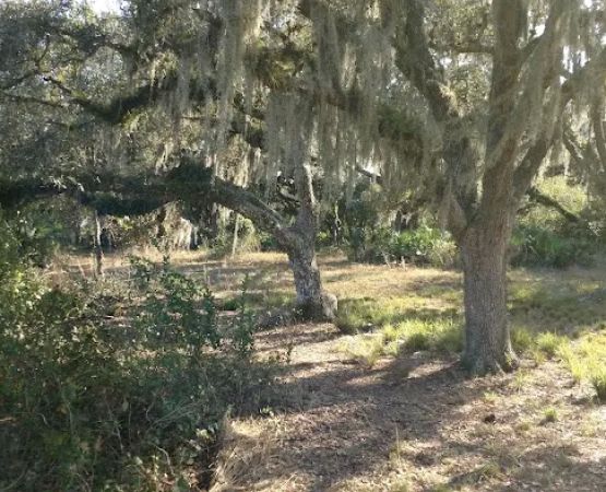 Bee Island Primitive Campsite