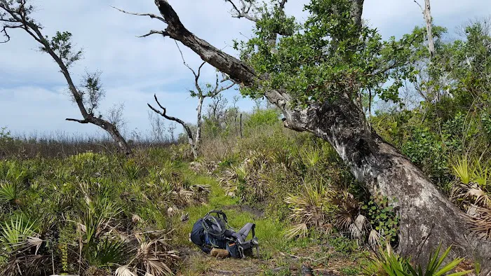 Bee Island Primitive Campsite 2