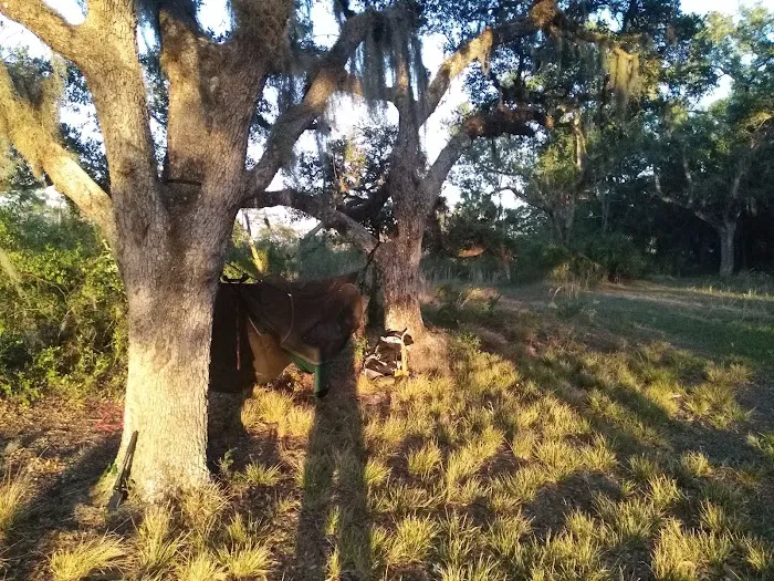 Bee Island Primitive Campsite 4