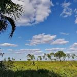 Honore Primitive Campsites