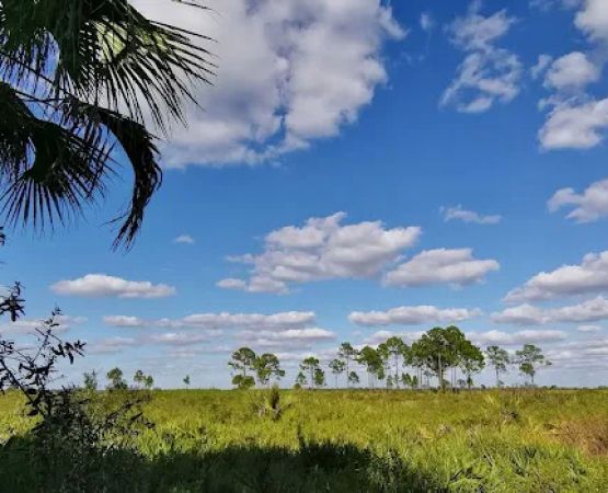 Honore Primitive Campsites
