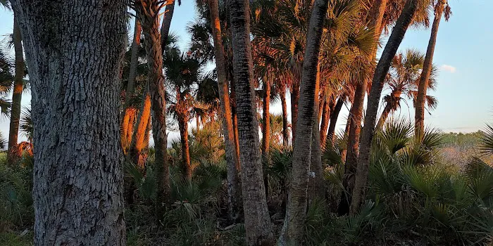 Honore Primitive Campsites 1
