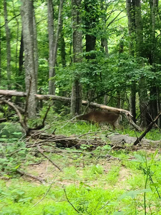 Rocky Knob Recreation Area 7